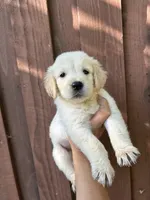 Bailey, a female Golden Retriever for sale in Sacramento, CA – 3 of 3
