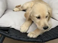 Cooper, a male Golden Retriever for sale in Sacramento, CA – 2 of 7