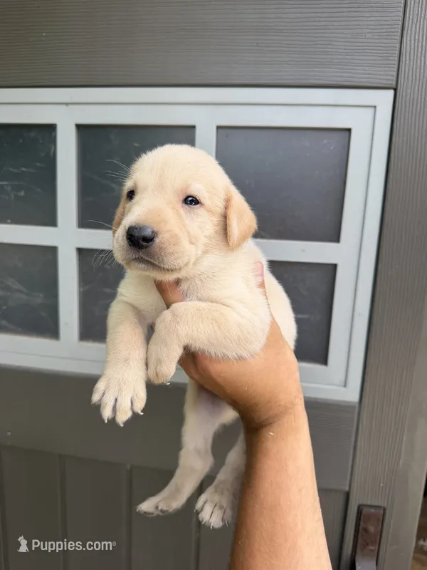 Lola – Labrador Retriever puppy for sale in Sacramento, CA