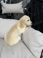 Bailey, a female Golden Retriever for sale in Sacramento, CA – 2 of 3