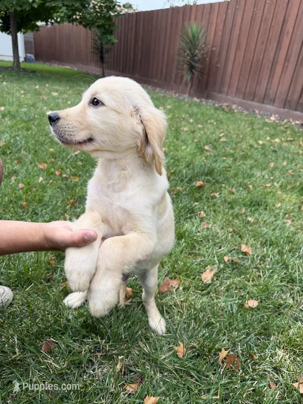 Bailey  – Golden Retriever puppy for sale in Sacramento, CA