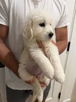 Dolly, a female English Cream Golden Retriever for sale in Sacramento, CA – 4 of 4