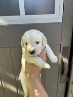 Bailey, a female Golden Retriever for sale in Sacramento, CA – 2 of 3