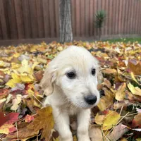 Charlie, a male Golden Retriever for sale in Sacramento, CA – 2 of 3
