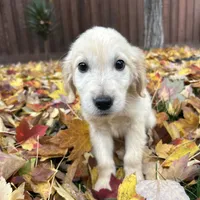 Charlie, a male Golden Retriever for sale in Sacramento, CA – 1 of 3