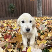 Charlie, a male Golden Retriever for sale in Sacramento, CA – 3 of 3