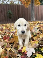 processed/6b94f5c9-85f0-4477-a757-ecaf5042d198/listing/3abdf66a-877b-4eda-9b9a-942684f1b43a/d915dab2-e987-4577-9b06-05b2d1c12dea