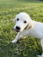 Bailey, a female Golden Retriever for sale in Sacramento, CA – 2 of 2