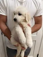 Dolly, a female English Cream Golden Retriever for sale in Sacramento, CA – 2 of 4