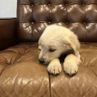 Charlie, a male Golden Retriever for sale in Sacramento, CA – 2 of 4