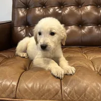 Charlie, a male Golden Retriever for sale in Sacramento, CA – 3 of 4