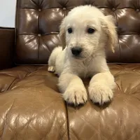 Charlie, a male Golden Retriever for sale in Sacramento, CA – 4 of 4