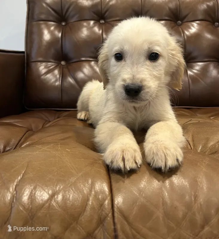Charlie – Golden Retriever puppy for sale in Sacramento, CA