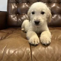 Charlie, a male Golden Retriever for sale in Sacramento, CA – 1 of 4