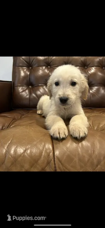 Bailey  – Golden Retriever puppy for sale in Sacramento, CA