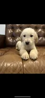 Bailey , a female Golden Retriever for sale in Sacramento, CA – 1 of 2