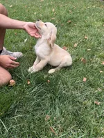 Cooper , a male Golden Retriever for sale in Sacramento, CA – 4 of 4