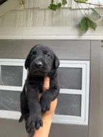 Hunter, a male Labrador Retriever for sale in Sacramento, CA – 2 of 3