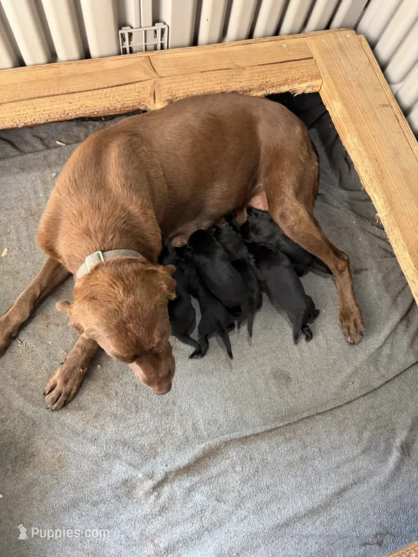 Hunter – Labrador Retriever puppy for sale in Sacramento, CA