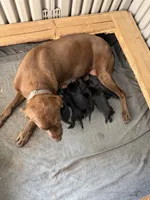 Hunter, a male Labrador Retriever for sale in Sacramento, CA – 1 of 3