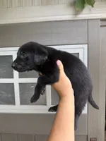 Hunter, a male Labrador Retriever for sale in Sacramento, CA – 3 of 3