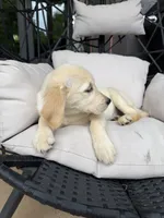 Bailey, a female Golden Retriever for sale in Sacramento, CA – 2 of 4