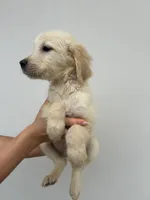 Bailey , a female Golden Retriever for sale in Sacramento, CA – 4 of 4