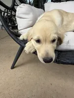 Cooper, a male Golden Retriever for sale in Sacramento, CA – 6 of 7