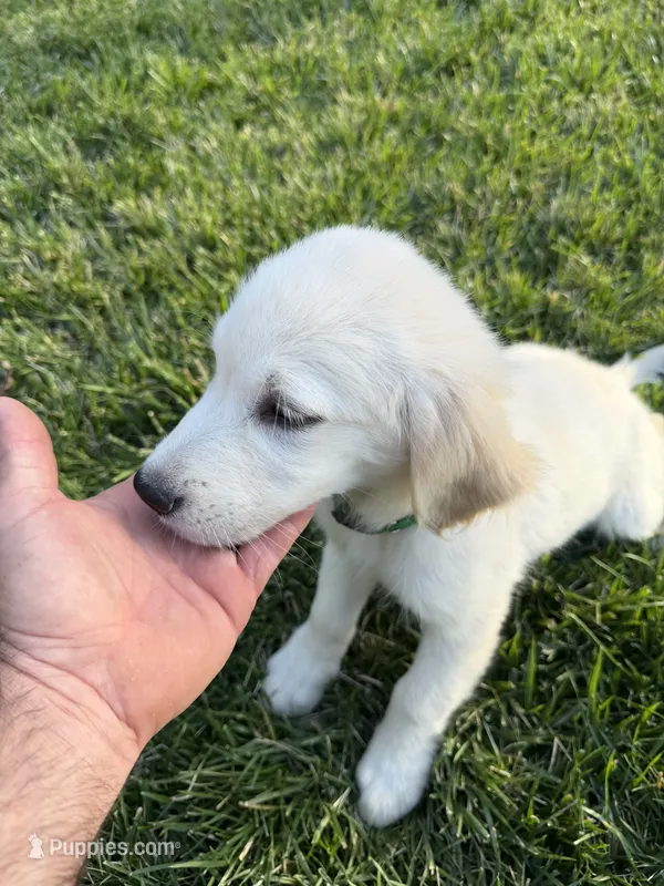 Bailey – Golden Retriever puppy for sale in Sacramento, CA