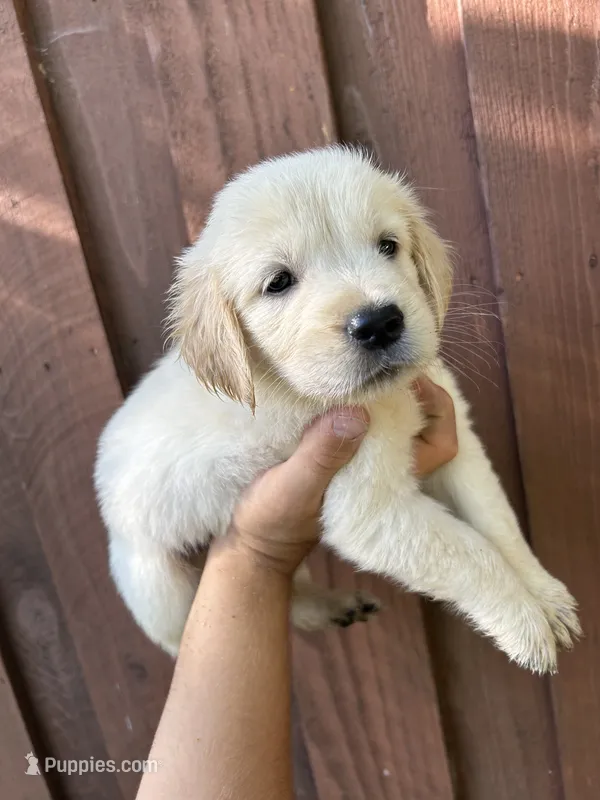 Cooper – Golden Retriever puppy for sale in Sacramento, CA