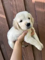 Cooper, a male Golden Retriever for sale in Sacramento, CA – 1 of 2