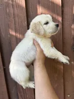 Cooper, a male Golden Retriever for sale in Sacramento, CA – 2 of 2