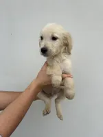 Bailey , a female Golden Retriever for sale in Sacramento, CA – 2 of 4