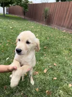 Bailey , a female Golden Retriever for sale in Sacramento, CA – 3 of 4