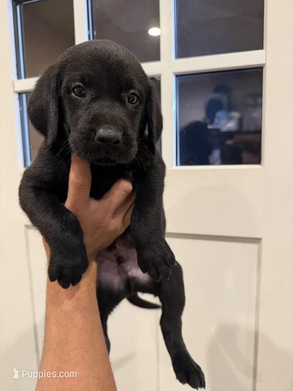 Hunter  – Labrador Retriever puppy for sale in Sacramento, CA