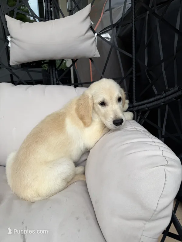 Bailey – Golden Retriever puppy for sale in Sacramento, CA