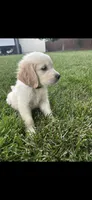 Cooper, a male Golden Retriever for sale in Sacramento, CA – 5 of 5