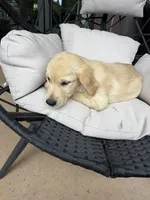 Cooper, a male Golden Retriever for sale in Sacramento, CA – 7 of 7