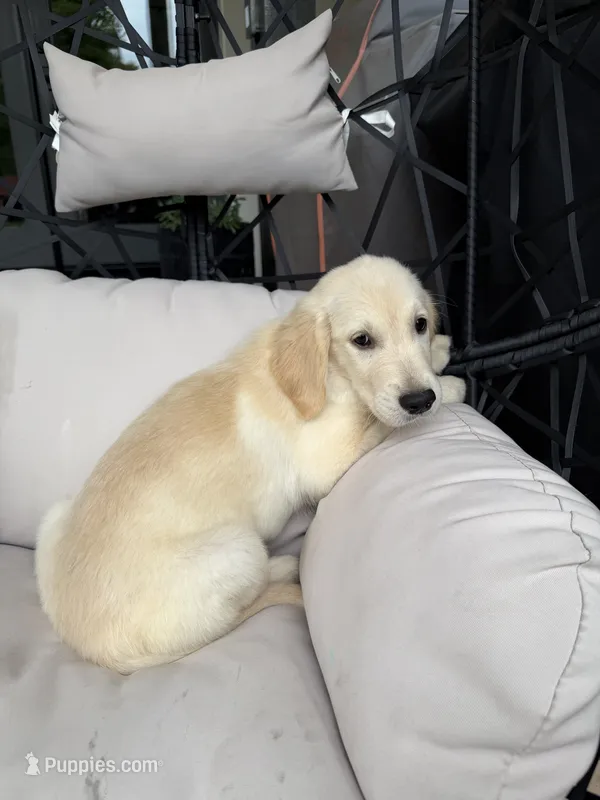 Bailey – Golden Retriever puppy for sale in Sacramento, CA