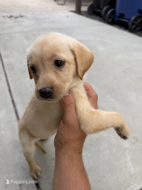 Lola – Labrador Retriever puppy for sale in Sacramento, CA