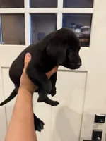 Hunter , a male Labrador Retriever for sale in Sacramento, CA – 3 of 3