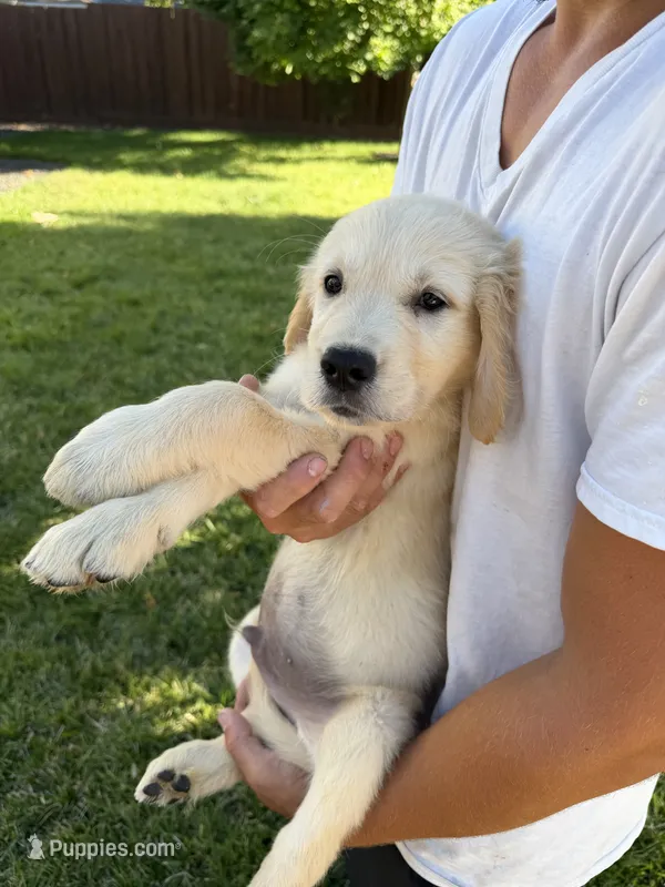 Cooper – Golden Retriever puppy for sale in Sacramento, CA