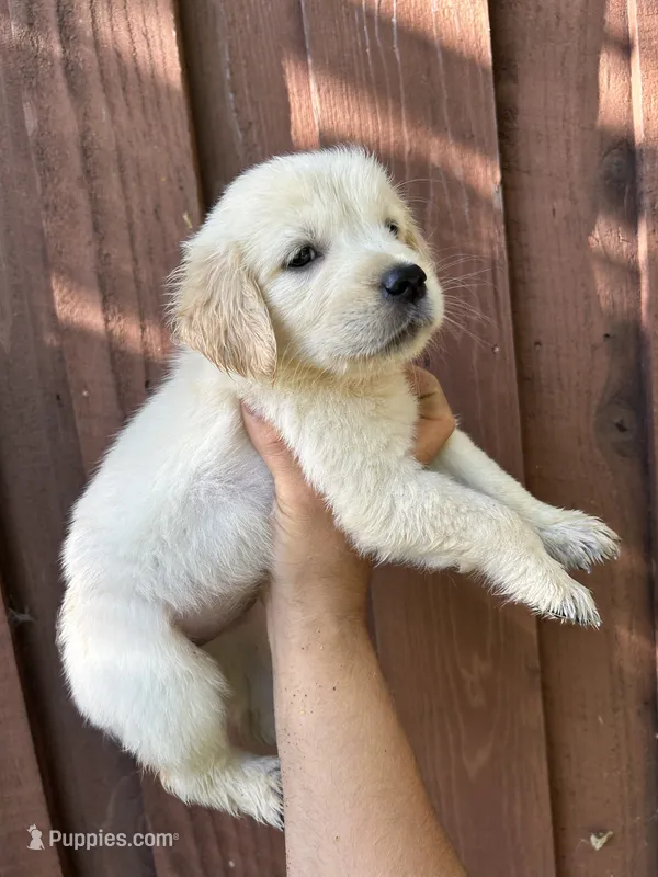 Bailey – Golden Retriever puppy for sale in Sacramento, CA