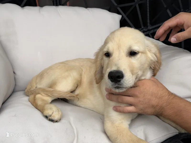 Cooper – Golden Retriever puppy for sale in Sacramento, CA