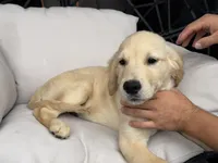 Cooper, a male Golden Retriever for sale in Sacramento, CA – 1 of 7