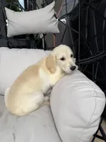 Bailey, a female Golden Retriever for sale in Sacramento, CA – 3 of 3