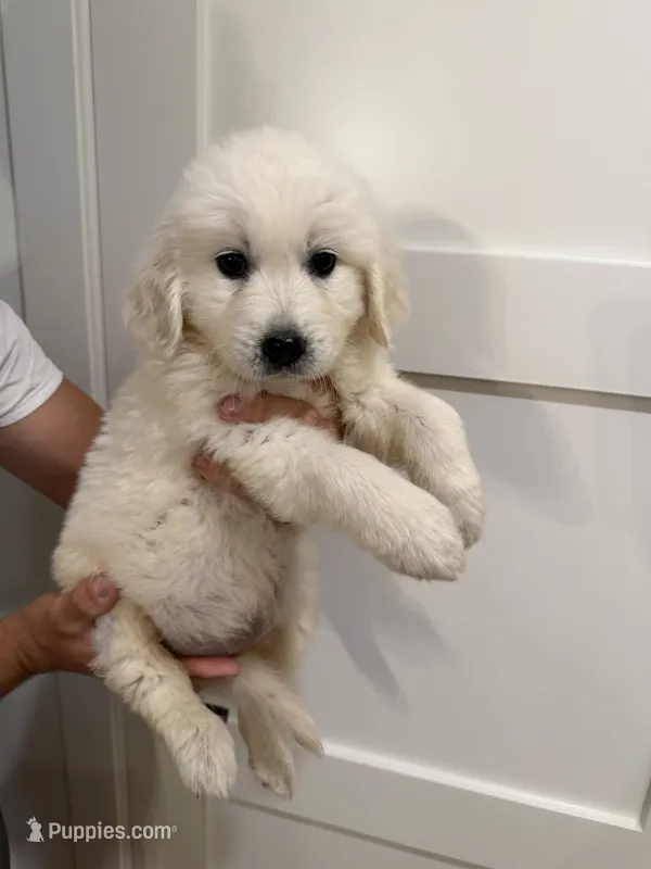 Dolly – English Cream Golden Retriever puppy for sale in Sacramento, CA