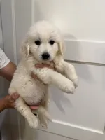 Dolly, a female English Cream Golden Retriever for sale in Sacramento, CA – 1 of 4