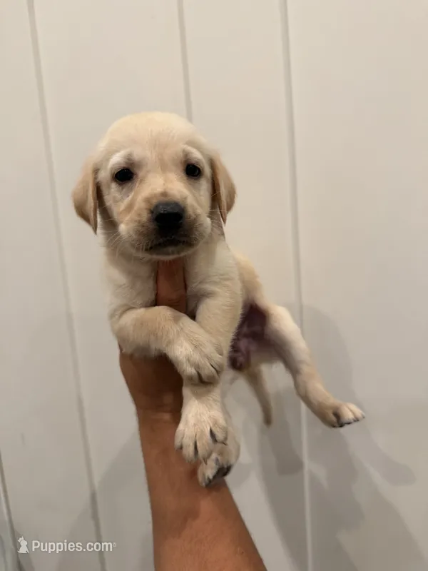 Lola – Labrador Retriever puppy for sale in Sacramento, CA