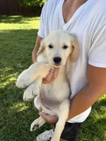 Cooper, a male Golden Retriever for sale in Sacramento, CA – 3 of 5